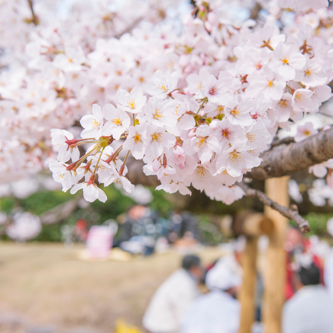 Traveling To Japan In Spring 2023: A Guide For Cherry Blossom Season ...