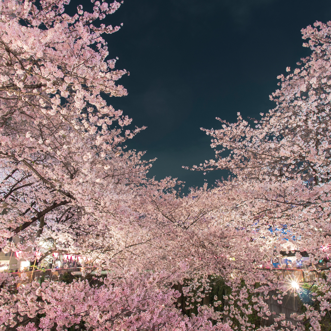 Traveling To Japan In Spring 2023: A Guide For Cherry Blossom Season ...